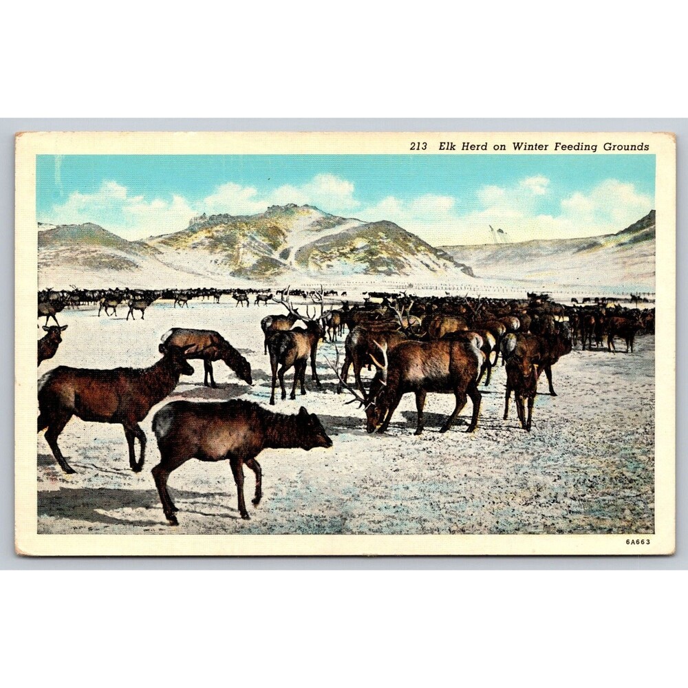 Postcard Colorado Elk Herd on Winter Feeding Grounds Rockies Unposted c1930s CO